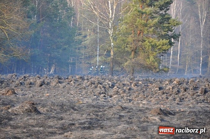 Zdjęcie w galerii na portalu naszraciborz.pl: Groźny pożar lasu w Kuźni Raciborskiej. Czternaście zastępów straży pożarnej w akcji! wiadomości z regionu