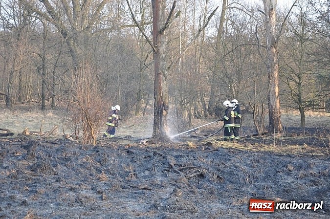 Zdjęcie w galerii na portalu naszraciborz.pl: Groźny pożar lasu w Kuźni Raciborskiej. Czternaście zastępów straży pożarnej w akcji! wiadomości z regionu