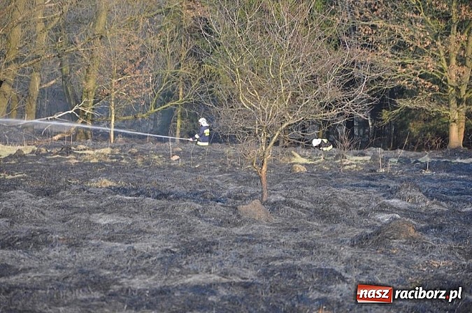 Zdjęcie w galerii na portalu naszraciborz.pl: Groźny pożar lasu w Kuźni Raciborskiej. Czternaście zastępów straży pożarnej w akcji! wiadomości z regionu