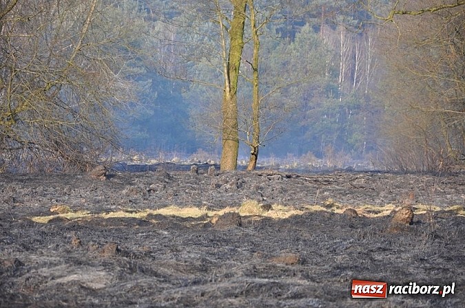 Zdjęcie w galerii na portalu naszraciborz.pl: Groźny pożar lasu w Kuźni Raciborskiej. Czternaście zastępów straży pożarnej w akcji! wiadomości z regionu
