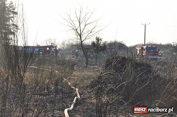 Zdjęcie w galerii na portalu naszraciborz.pl: Groźny pożar lasu w Kuźni Raciborskiej. Czternaście zastępów straży pożarnej w akcji! wiadomości z regionu