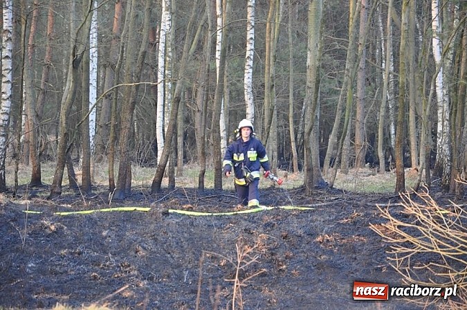 Zdjęcie w galerii na portalu naszraciborz.pl: Groźny pożar lasu w Kuźni Raciborskiej. Czternaście zastępów straży pożarnej w akcji! wiadomości z regionu