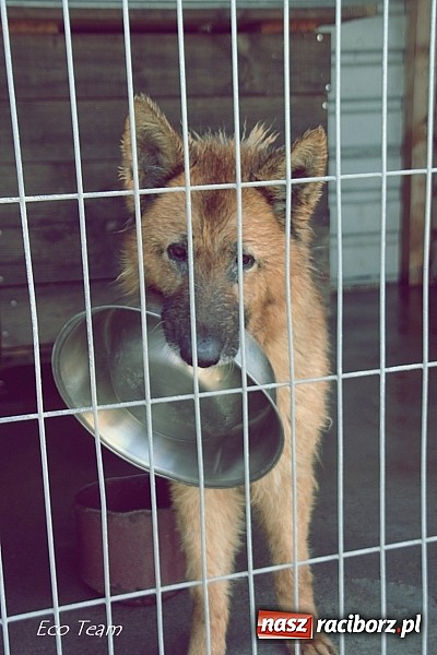 Zdjęcie w galerii na portalu naszraciborz.pl: Eco Team z darami w Schronisku dla Bezdomnych Zwierząt wiadomości z regionu