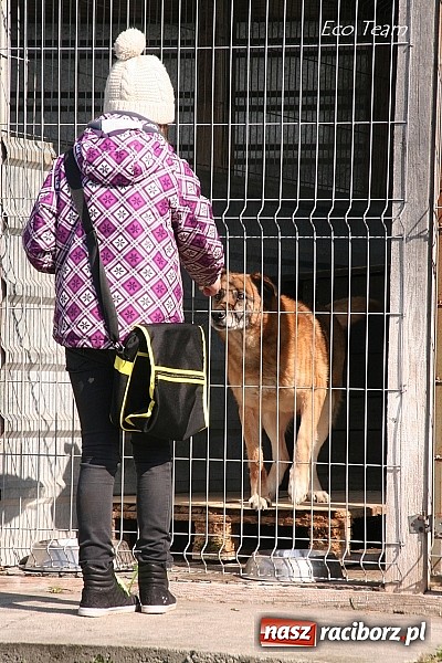 Zdjęcie w galerii na portalu naszraciborz.pl: Eco Team z darami w Schronisku dla Bezdomnych Zwierząt wiadomości z regionu