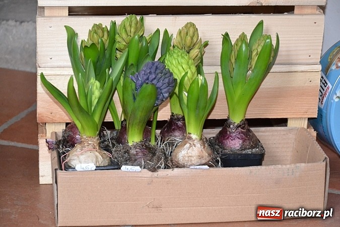 Zdjęcie w galerii na portalu naszraciborz.pl: Już jutro w murach Starego Opactwa II część Wielkanocnego Jarmarku!  wiadomości z regionu