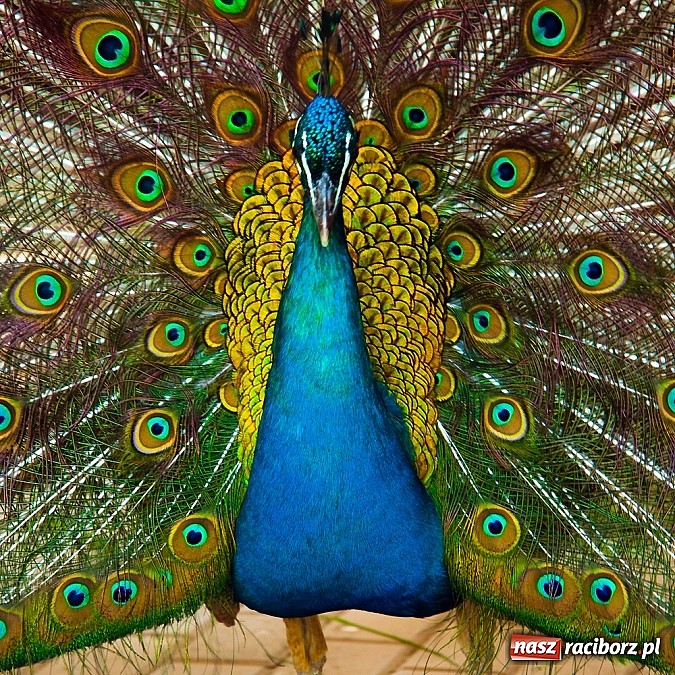 Zdjęcie w galerii na portalu naszraciborz.pl: Dzieci należy uczyć nie z książek, lecz dęb&oacute;w, nieba i buk&oacute;w wiadomości z regionu