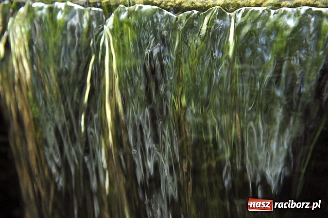 Zdjęcie w galerii na portalu naszraciborz.pl: Dzieci należy uczyć nie z książek, lecz dęb&oacute;w, nieba i buk&oacute;w wiadomości z regionu