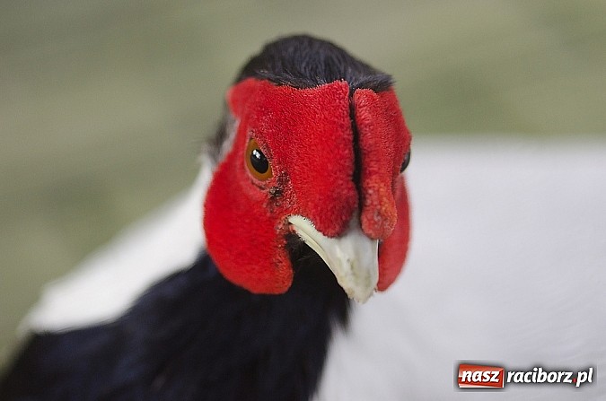 Zdjęcie w galerii na portalu naszraciborz.pl: Dzieci należy uczyć nie z książek, lecz dęb&oacute;w, nieba i buk&oacute;w wiadomości z regionu