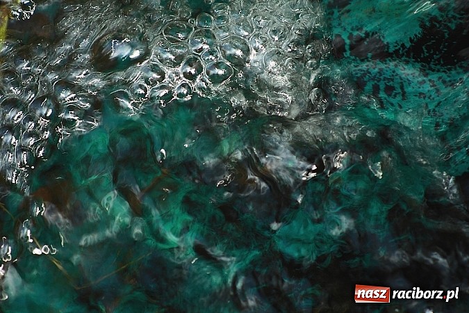 Zdjęcie w galerii na portalu naszraciborz.pl: Dzieci należy uczyć nie z książek, lecz dęb&oacute;w, nieba i buk&oacute;w wiadomości z regionu