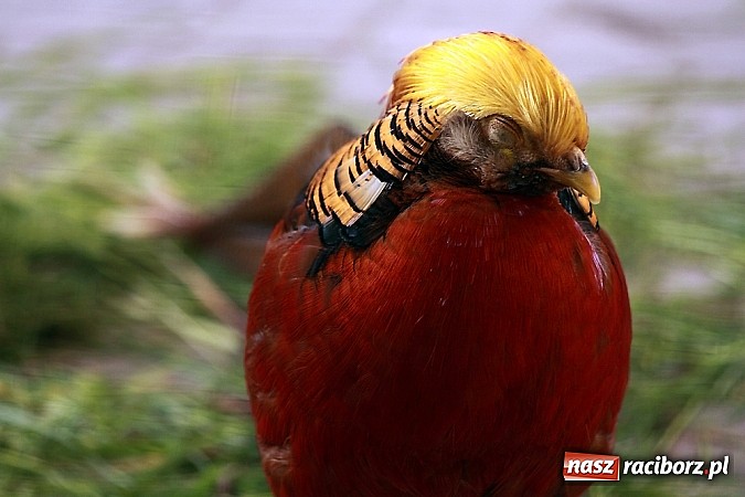 Zdjęcie w galerii na portalu naszraciborz.pl: Dzieci należy uczyć nie z książek, lecz dęb&oacute;w, nieba i buk&oacute;w wiadomości z regionu