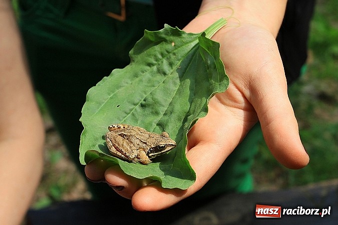 Zdjęcie w galerii na portalu naszraciborz.pl: Dzieci należy uczyć nie z książek, lecz dęb&oacute;w, nieba i buk&oacute;w wiadomości z regionu