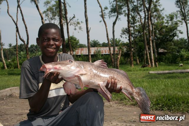 Zdjęcie w galerii na portalu naszraciborz.pl: U siebie czyli w Kongo... wiadomości z regionu