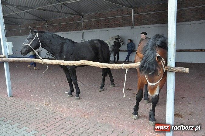 Zdjęcie w galerii na portalu naszraciborz.pl: Targ koński z giełdą warzyw, kwiatów, sadzonek i staroci wiadomości z regionu