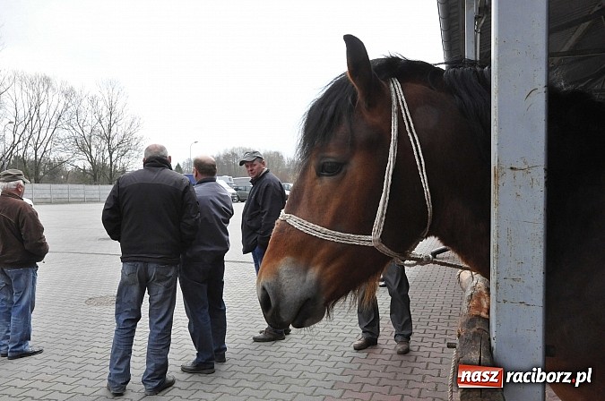 Zdjęcie w galerii na portalu naszraciborz.pl: Targ koński z giełdą warzyw, kwiatów, sadzonek i staroci wiadomości z regionu