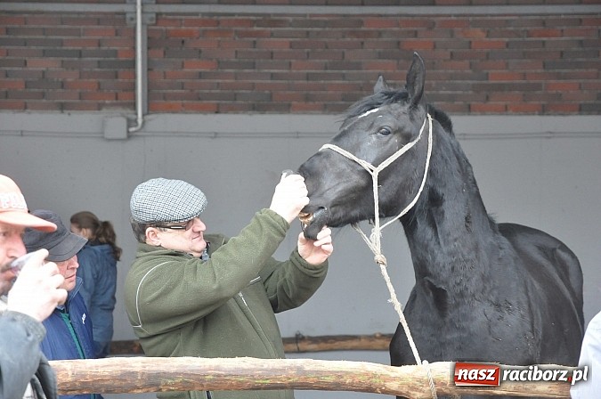 Zdjęcie w galerii na portalu naszraciborz.pl: Targ koński z giełdą warzyw, kwiatów, sadzonek i staroci wiadomości z regionu