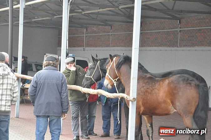 Zdjęcie w galerii na portalu naszraciborz.pl: Targ koński z giełdą warzyw, kwiatów, sadzonek i staroci wiadomości z regionu