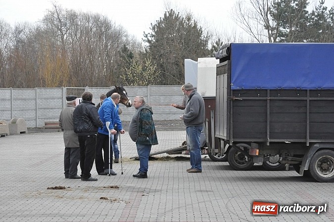 Zdjęcie w galerii na portalu naszraciborz.pl: Targ koński z giełdą warzyw, kwiatów, sadzonek i staroci wiadomości z regionu