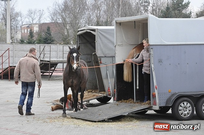 Zdjęcie w galerii na portalu naszraciborz.pl: Targ koński z giełdą warzyw, kwiatów, sadzonek i staroci wiadomości z regionu