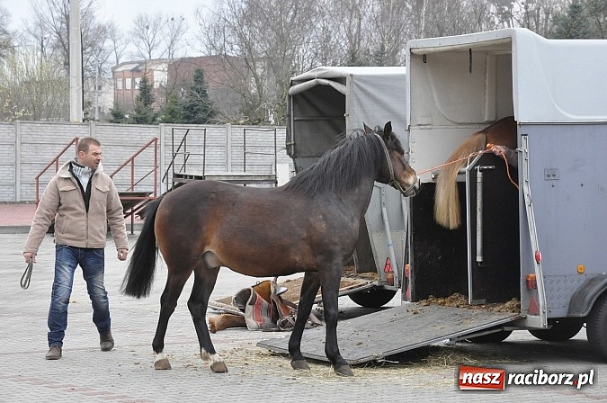 Zdjęcie w galerii na portalu naszraciborz.pl: Targ koński z giełdą warzyw, kwiatów, sadzonek i staroci wiadomości z regionu