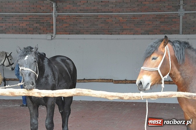 Zdjęcie w galerii na portalu naszraciborz.pl: Targ koński z giełdą warzyw, kwiatów, sadzonek i staroci wiadomości z regionu