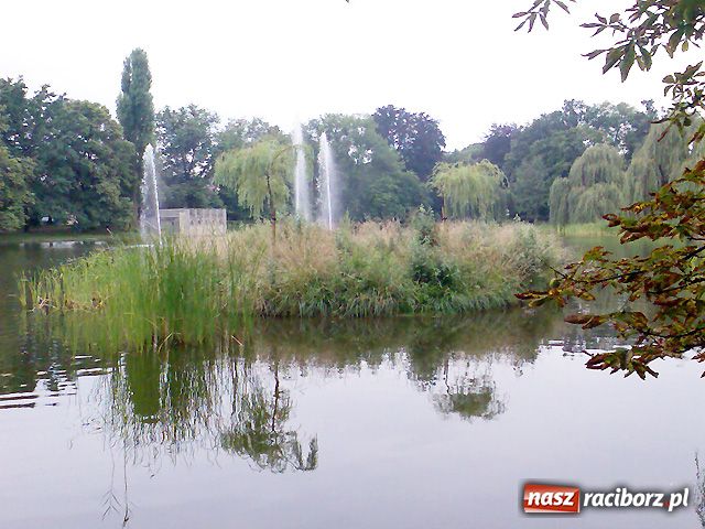 Zdjęcie w galerii na portalu naszraciborz.pl: Zarośnięta wyspa wiadomości z regionu