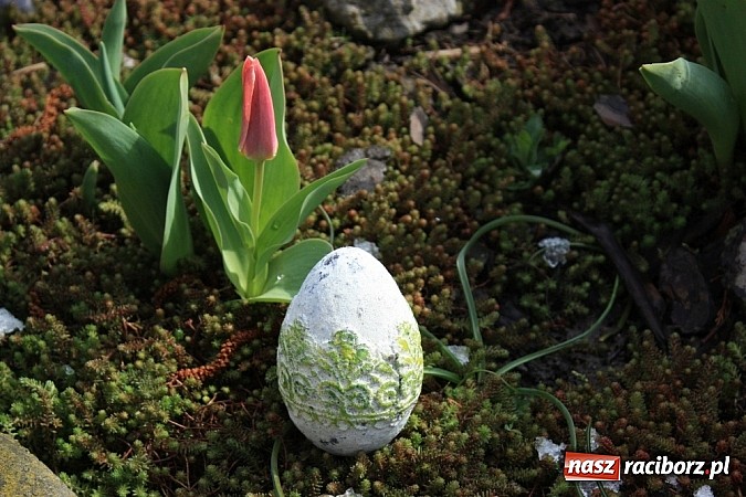 Zdjęcie w galerii na portalu naszraciborz.pl: Najładniejsze pisanki w gminie Krzanowice wiadomości z regionu