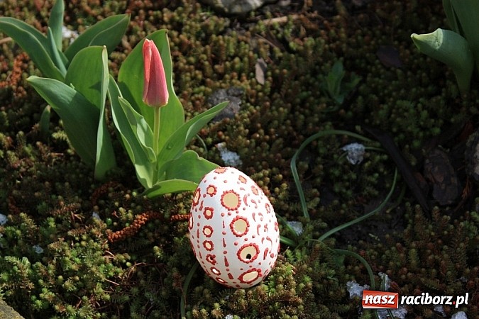 Zdjęcie w galerii na portalu naszraciborz.pl: Najładniejsze pisanki w gminie Krzanowice wiadomości z regionu