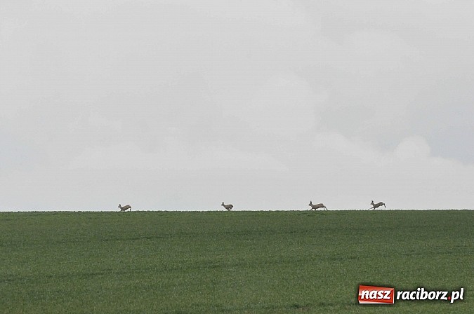 Zdjęcie w galerii na portalu naszraciborz.pl: W Bieńkowicach przed Urbanem sypnęło śniegiem wiadomości z regionu
