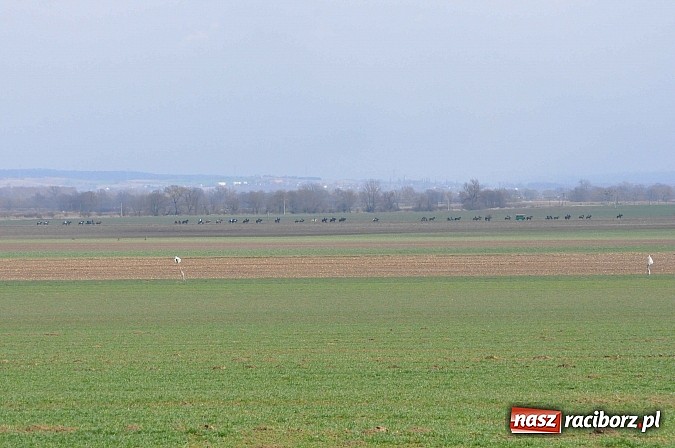 Zdjęcie w galerii na portalu naszraciborz.pl: W Bieńkowicach przed Urbanem sypnęło śniegiem wiadomości z regionu