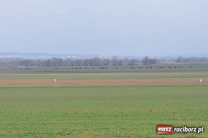 Zdjęcie w galerii na portalu naszraciborz.pl: W Bieńkowicach przed Urbanem sypnęło śniegiem wiadomości z regionu