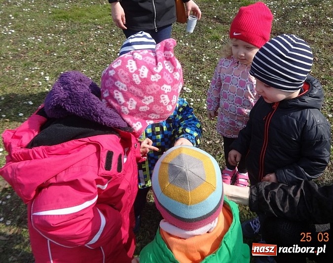Zdjęcie w galerii na portalu naszraciborz.pl: Wsiadaj zimo na sanki i uciekaj już wiadomości z regionu