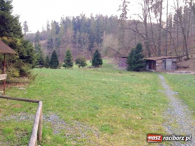 Zdjęcie w galerii na portalu naszraciborz.pl: Harcerze z Raciborza i Wodzisławia na biwaku w Czechach wiadomości z regionu