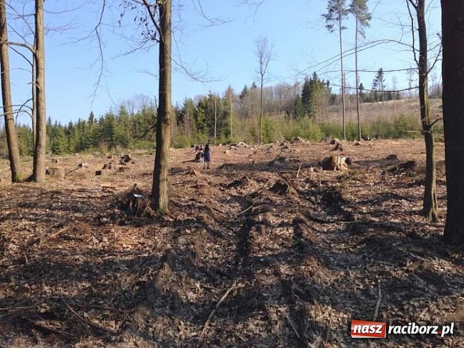 Zdjęcie w galerii na portalu naszraciborz.pl: Harcerze z Raciborza i Wodzisławia na biwaku w Czechach wiadomości z regionu