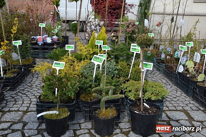 Zdjęcie w galerii na portalu naszraciborz.pl: III Zamkowy Jarmark kwiatów, żywności ekologicznej i rękodzieła już za nami wiadomości z regionu