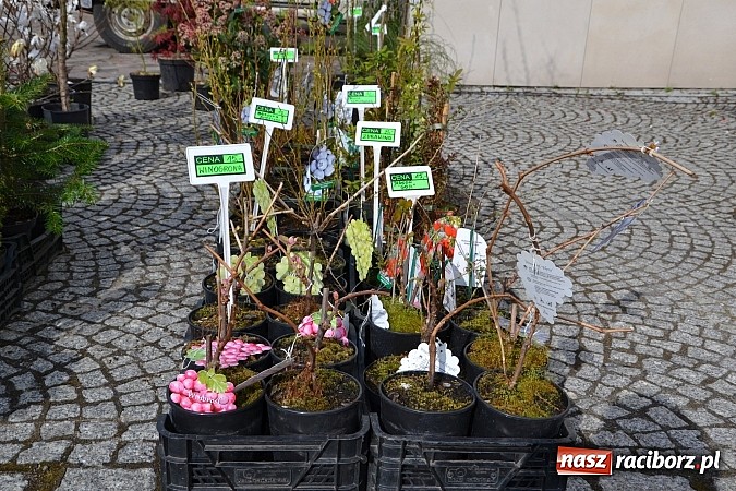 Zdjęcie w galerii na portalu naszraciborz.pl: III Zamkowy Jarmark kwiatów, żywności ekologicznej i rękodzieła już za nami wiadomości z regionu
