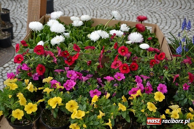 Zdjęcie w galerii na portalu naszraciborz.pl: III Zamkowy Jarmark kwiatów, żywności ekologicznej i rękodzieła już za nami wiadomości z regionu