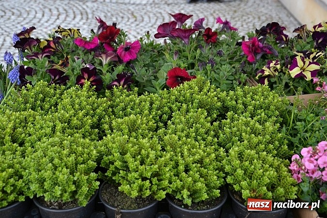 Zdjęcie w galerii na portalu naszraciborz.pl: III Zamkowy Jarmark kwiatów, żywności ekologicznej i rękodzieła już za nami wiadomości z regionu