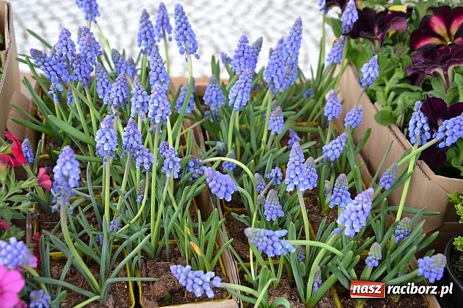 Zdjęcie w galerii na portalu naszraciborz.pl: III Zamkowy Jarmark kwiatów, żywności ekologicznej i rękodzieła już za nami wiadomości z regionu