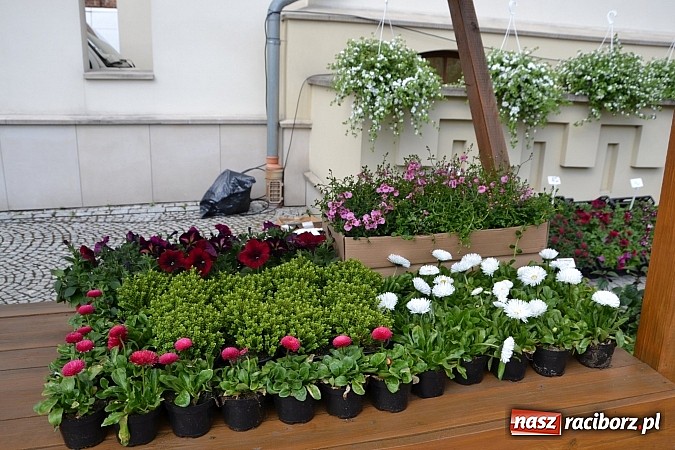 Zdjęcie w galerii na portalu naszraciborz.pl: III Zamkowy Jarmark kwiatów, żywności ekologicznej i rękodzieła już za nami wiadomości z regionu