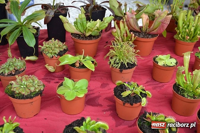 Zdjęcie w galerii na portalu naszraciborz.pl: III Zamkowy Jarmark kwiatów, żywności ekologicznej i rękodzieła już za nami wiadomości z regionu