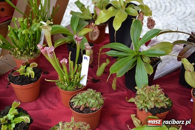 Zdjęcie w galerii na portalu naszraciborz.pl: III Zamkowy Jarmark kwiatów, żywności ekologicznej i rękodzieła już za nami wiadomości z regionu