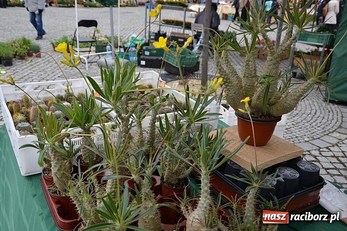 Zdjęcie w galerii na portalu naszraciborz.pl: III Zamkowy Jarmark kwiatów, żywności ekologicznej i rękodzieła już za nami wiadomości z regionu