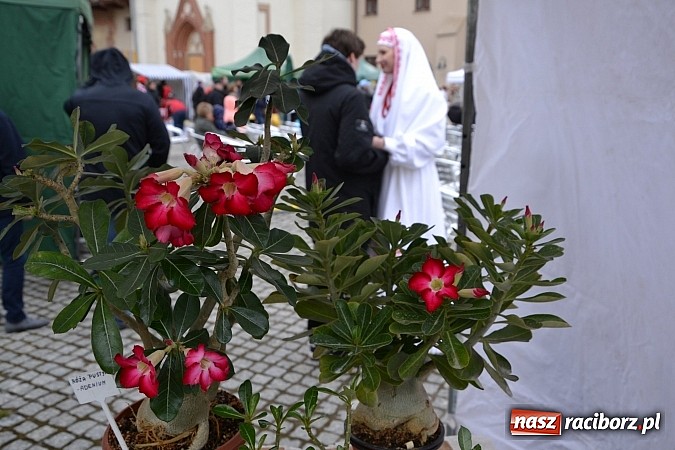 Zdjęcie w galerii na portalu naszraciborz.pl: III Zamkowy Jarmark kwiatów, żywności ekologicznej i rękodzieła już za nami wiadomości z regionu