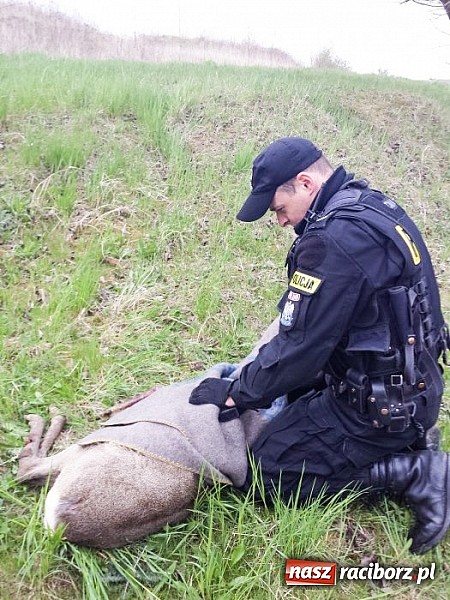 Zdjęcie w galerii na portalu naszraciborz.pl: Policjanci i strażacy ratowali dziś uwięzione zwierzę wiadomości z regionu