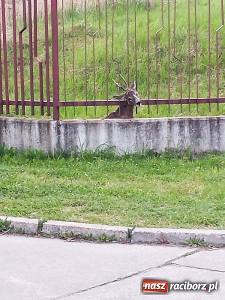 Zdjęcie w galerii na portalu naszraciborz.pl: Policjanci i strażacy ratowali dziś uwięzione zwierzę wiadomości z regionu