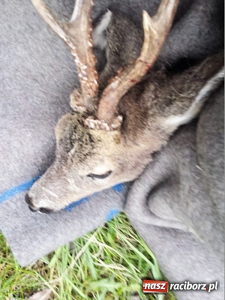 Zdjęcie w galerii na portalu naszraciborz.pl: Policjanci i strażacy ratowali dziś uwięzione zwierzę wiadomości z regionu