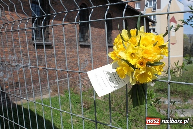 Zdjęcie w galerii na portalu naszraciborz.pl:  Gimnazjum Nr 5 w ogólnopolskiej akcji Żonkile 2015 wiadomości z regionu