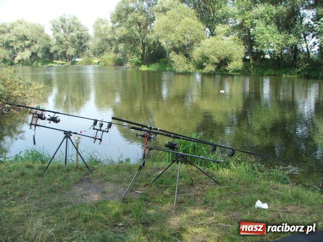 Zdjęcie w galerii na portalu naszraciborz.pl: Mistrzostwa drużyn karpiowych wiadomości z regionu
