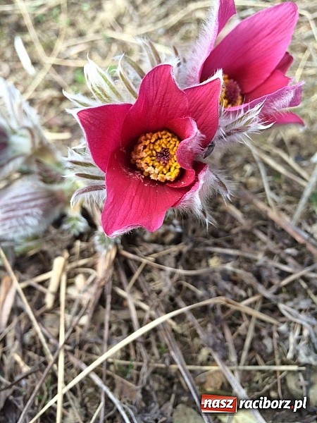 Zdjęcie w galerii na portalu naszraciborz.pl: Uczniowie z Nędzy z misją - przyroda w Babiogórskim Parku Narodowym  wiadomości z regionu