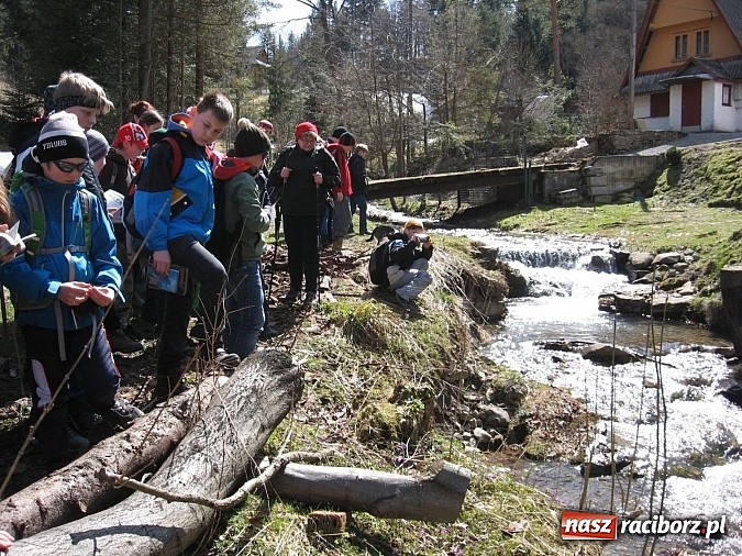 Zdjęcie w galerii na portalu naszraciborz.pl: Uczniowie z Nędzy z misją - przyroda w Babiogórskim Parku Narodowym  wiadomości z regionu
